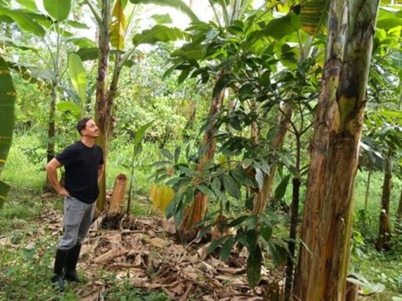 Produtor destaca vantagens do sistema de agrofloresta para o Vale do Ribeira